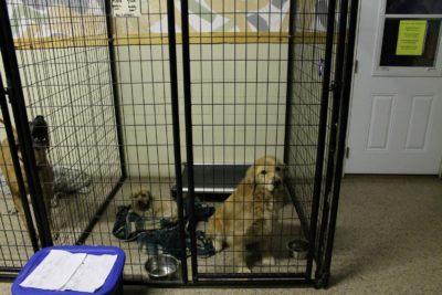 Dogs boarding at Fun Fur Pets