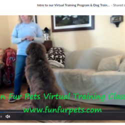 Virtual Dog Training Classes