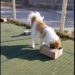 Reactive Dog Nosework