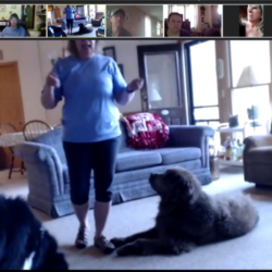Dog Adoptions