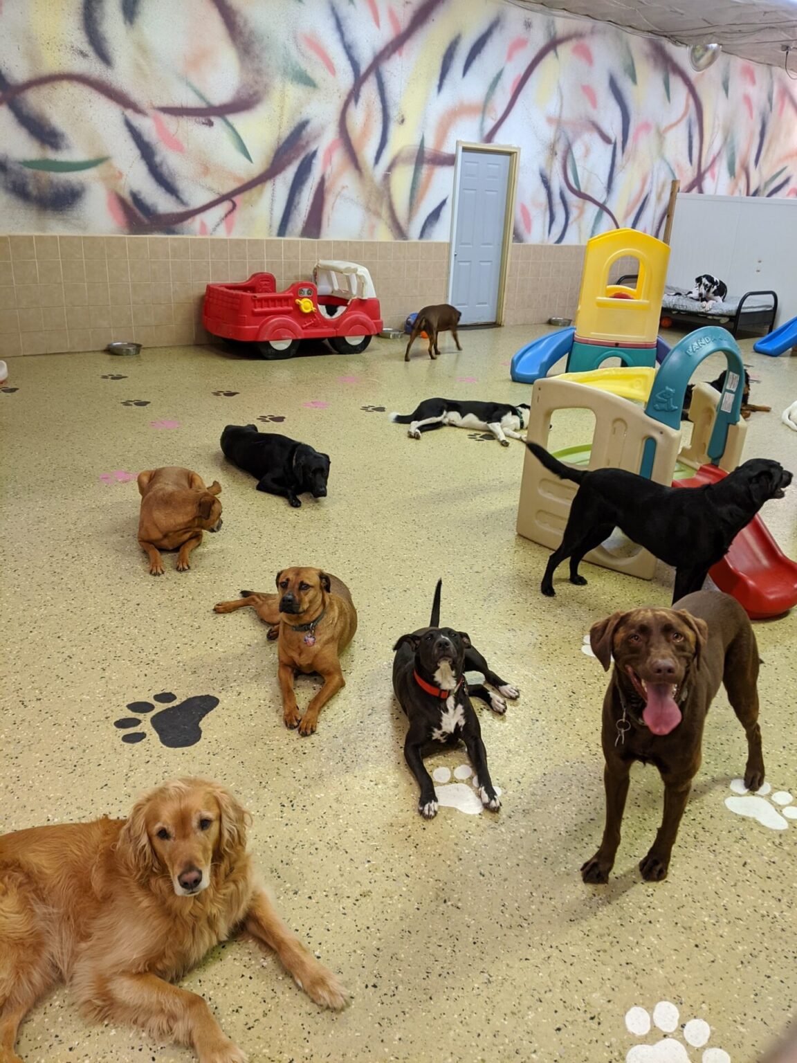 Dog Daycare Fun Fur Pets
