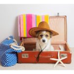Preparing Your Pup for Boarding: