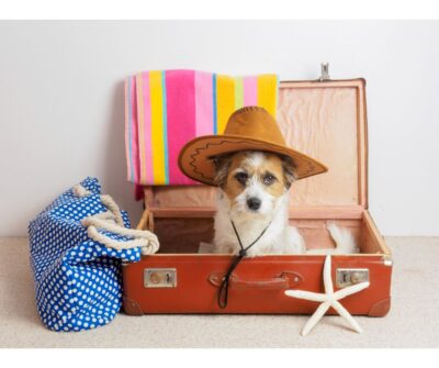 Preparing Your Pup for Boarding: