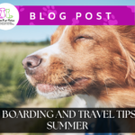 Dog riding a car with their head out the window enjoying the view. Blog title and business logo are overlaid.