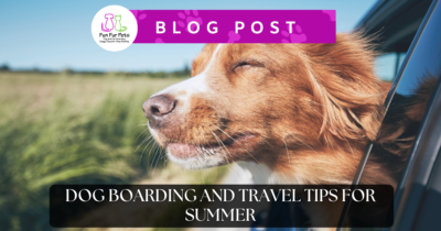 Dog riding a car with their head out the window enjoying the view. Blog title and business logo are overlaid.